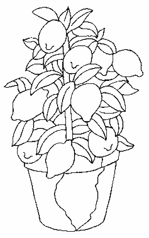 Arbol De Limon Para Pintar Imagui
