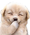 honden