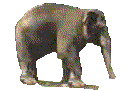 ronddraaiende olifant lopen