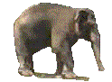 ronddraaiende olifant lopen
