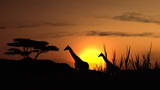 safari afrika ondergaande zon giraffen
