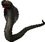 Afrika Plaatjes Zwarte Cobra Slang Afrika