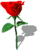 Bloemen