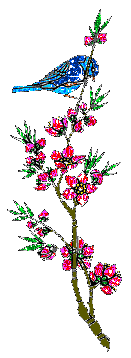 Bloemen plaatjes