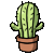 Plaatjes Cactussen 