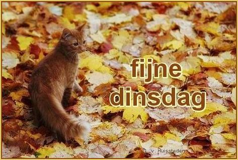 animaatjes-dinsdag-3668132.jpg