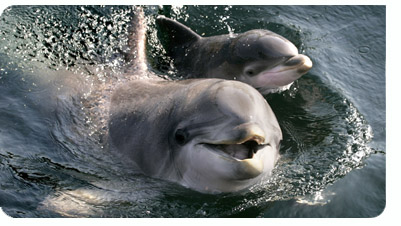 animaatjes-dolfijnen-37614.jpg