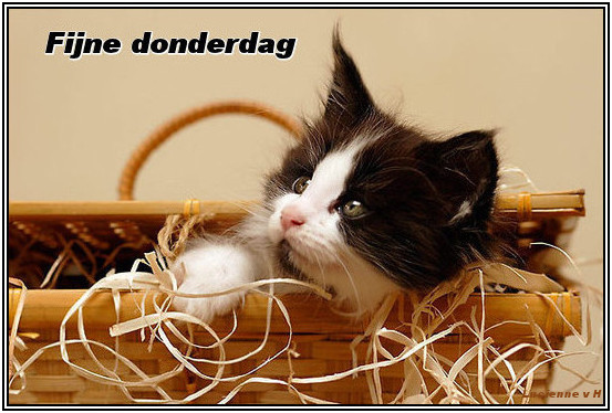 Plaatje Donderdag » Animaatjes.nl