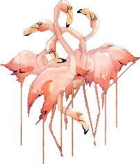 Flamingo Plaatjes 