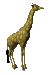 Giraffen Plaatjes Giraffe 3D