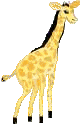 Giraffen Plaatjes Giraffe