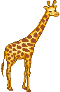 Giraffen Plaatjes Giraf Kauwt En Beweegt Staart