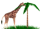 Giraffen Plaatjes Giraffe Eet Van Palmboom