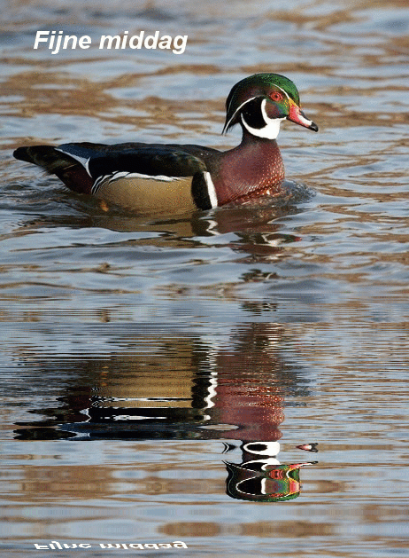 http://www.animaatjes.nl/plaatjes/g/goedemiddag/animaatjes-goedemiddag-1689133.gif http://www.animaatjes.nl/plaatjes/g/goedemiddag/animaatjes-goedemiddag-1689133.gif