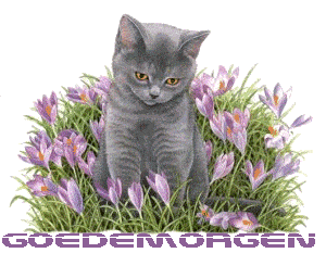 http://www.animaatjes.nl/plaatjes/g/goedemorgen/animaatjes-goedemorgen-60388.gif