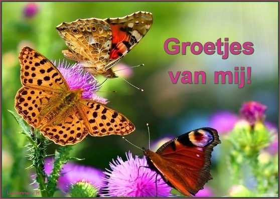 animaatjes-groetjes-1195552.jpg