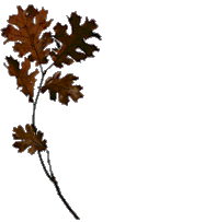 Herfst plaatjes