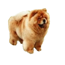 Klik hier voor meer gratis plaatjes