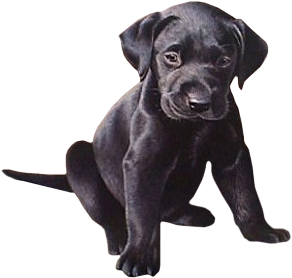 honden