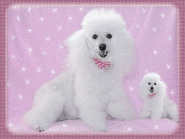 honden