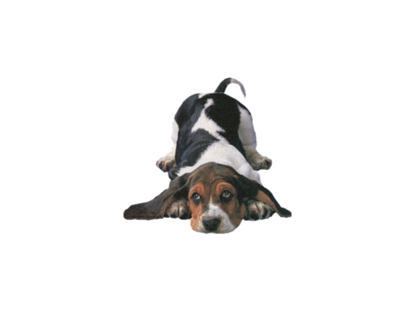 honden