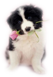 honden