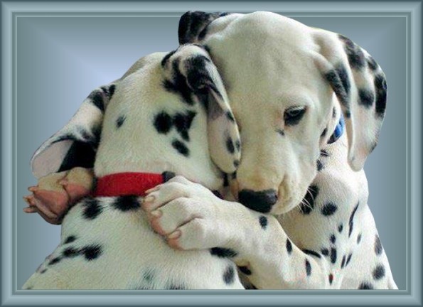 dalmatiers knuffelen