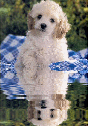honden