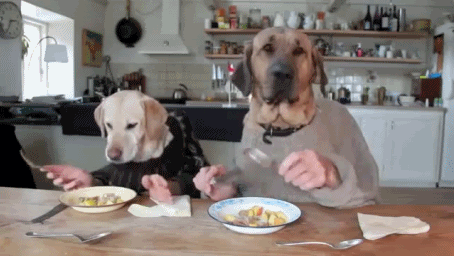Plaatjes honden