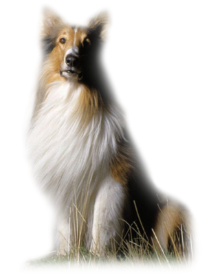 honden