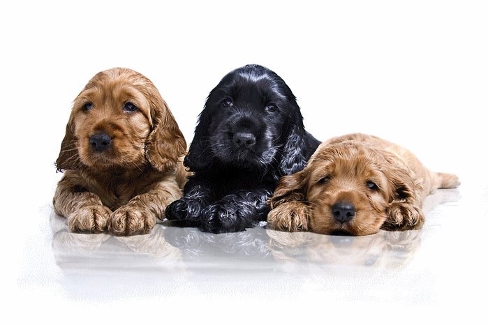 honden
