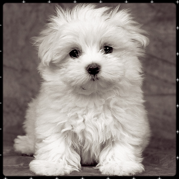 Honden plaatjes