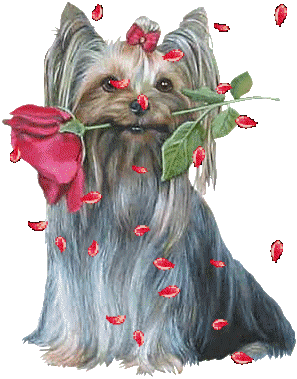 honden