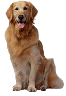 honden/golden_retriever1.gif