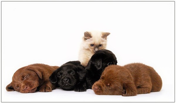 animaatjes-honden_poezen-161102.jpg