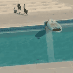 hond en kat op surfplank