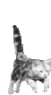 katten/57.gif