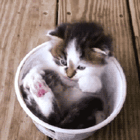 Katten Plaatjes Kleine Schattige Poes Kitten In Een Kom Speelt Met Zijn Voorpoten