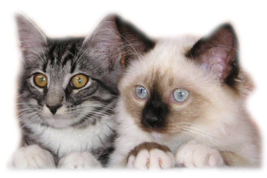animaatjes-katten-0110294.png