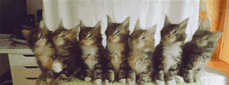 animaatjes-katten-281878.gif