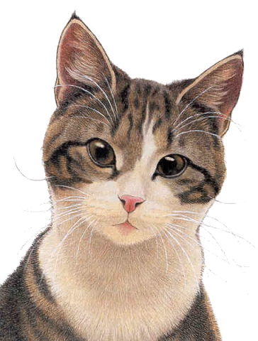 http://www.animaatjes.nl/plaatjes/k/katten/animaatjes-katten-34447.gif