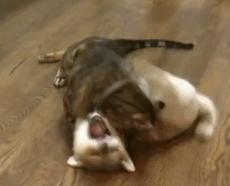 Katten Plaatjes Kat Speelt Met Hond