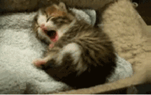animaatjes-katten-44626.gif