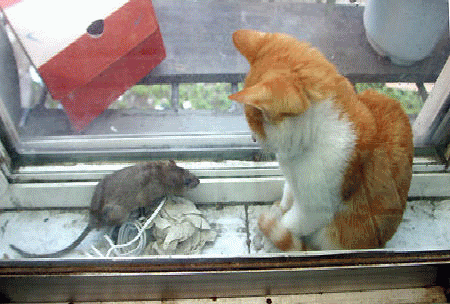 Katten plaatjes