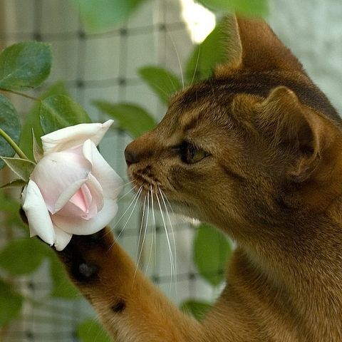 animaatjes-katten-61161.jpg