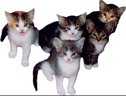 Katten