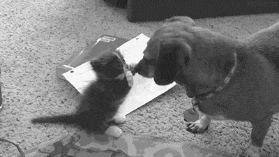 Katten Plaatjes Kat En Hond Spelen Kitten