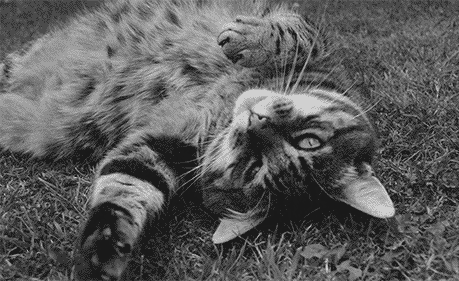 Katten Plaatjes Kat Ligt Op Gras