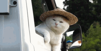 Katten Plaatjes Kat In Auto