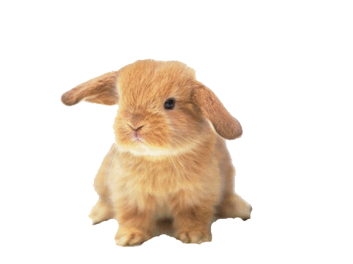 Afbeeldingsresultaat voor bewegende animaties konijn